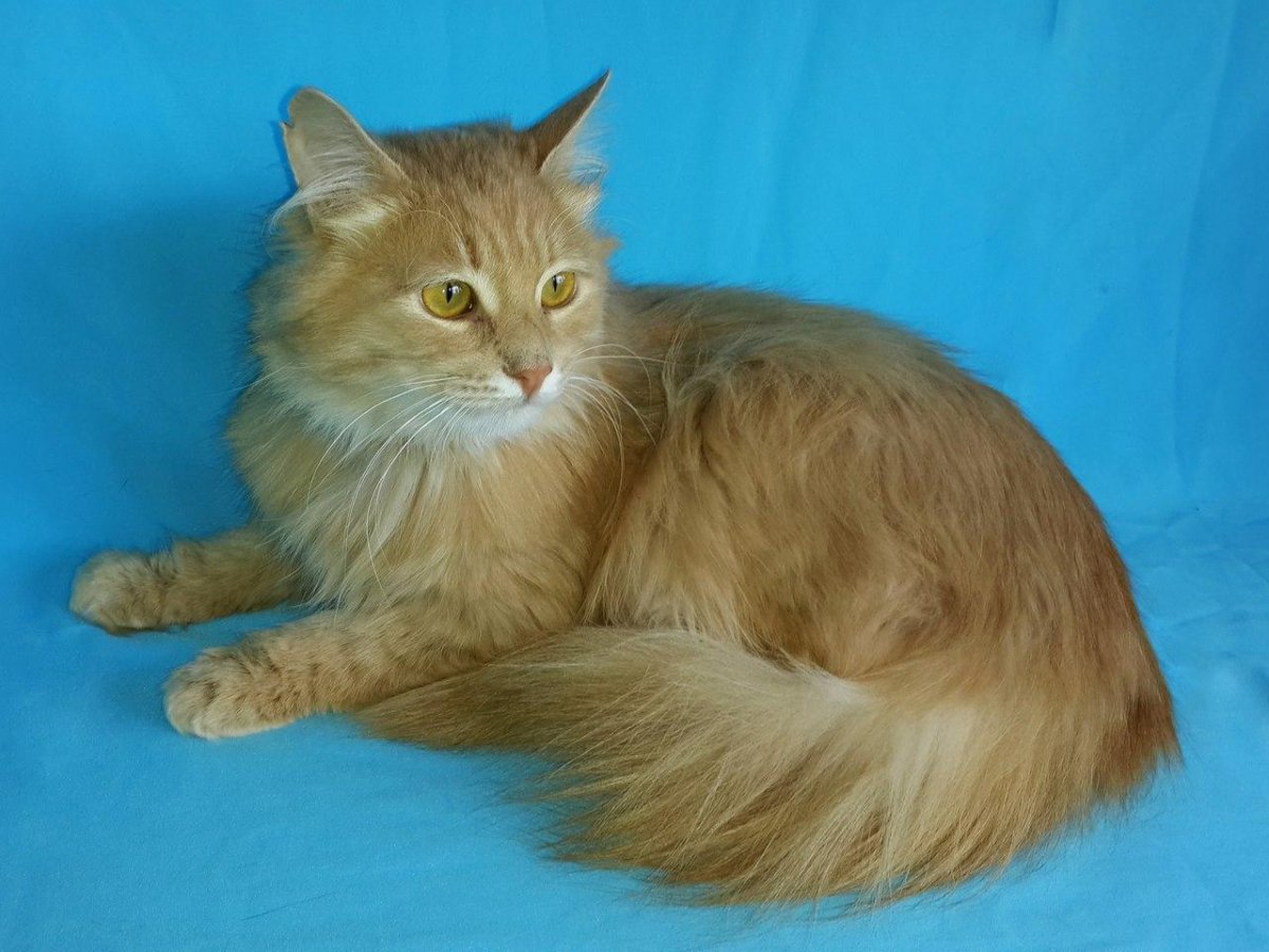 Персиковая кошка