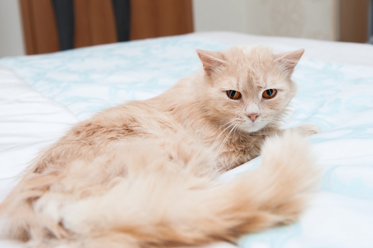 Сибирская кошка палевая