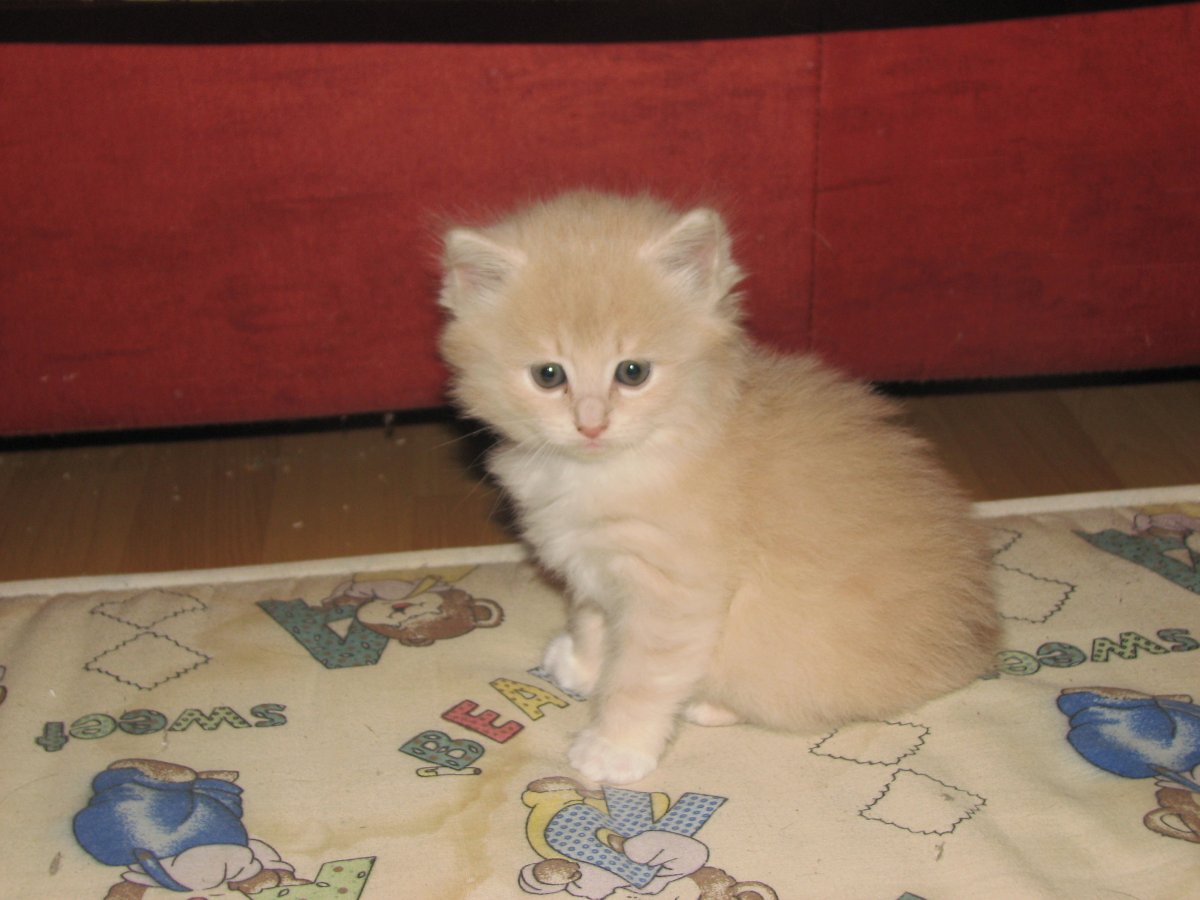 Персидская кошка оранжевая