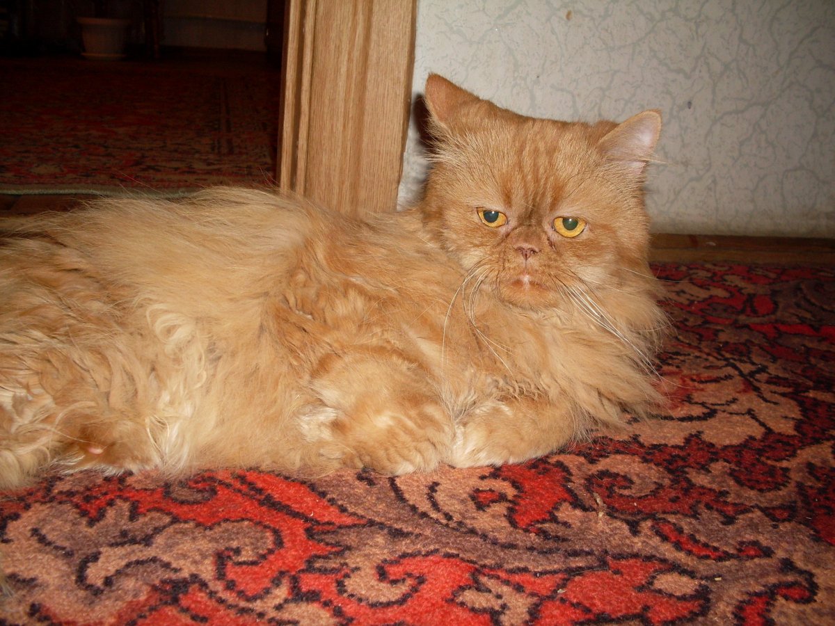 Сменить персиковый Пушок