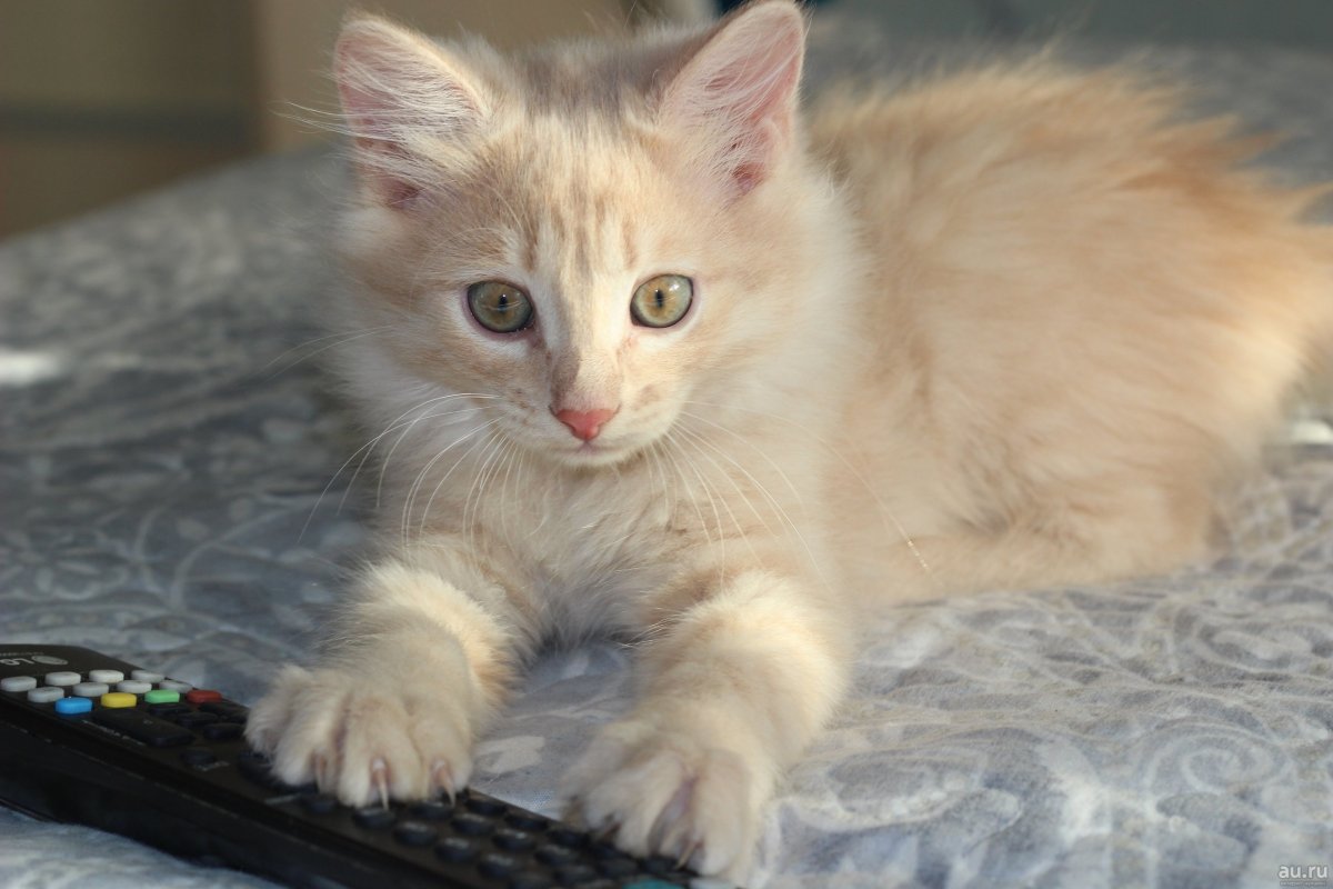 Сибирский гладкошерстный персиковый кот