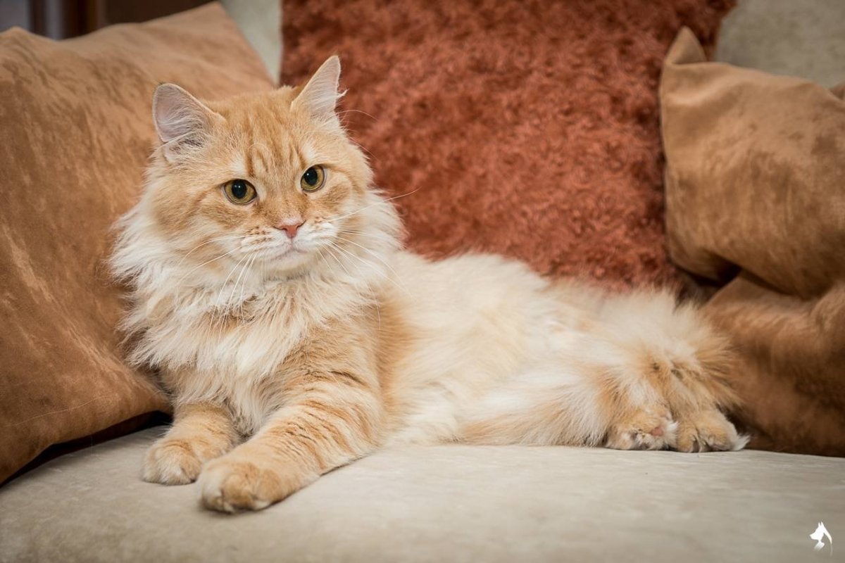 Персиковый британец хайленд