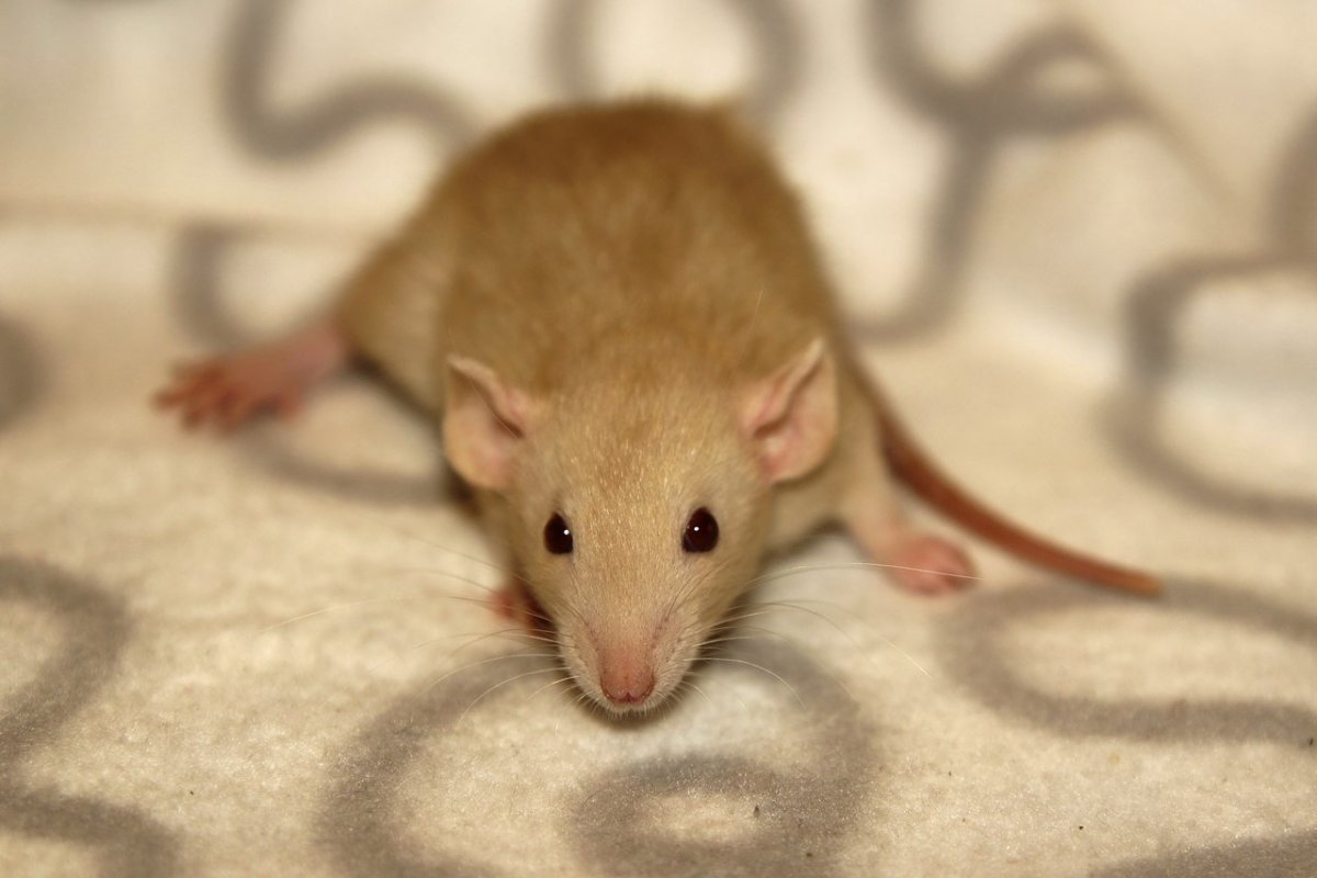 Крыса Дамбо Сиамская