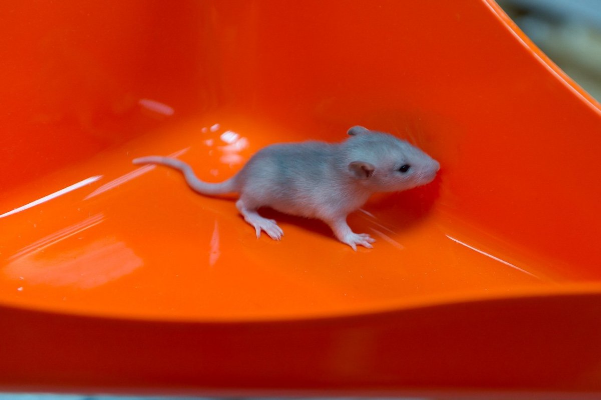 Обои с крысами