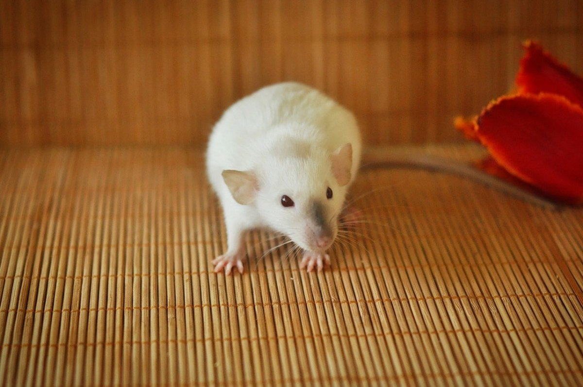 Персиковая мышь