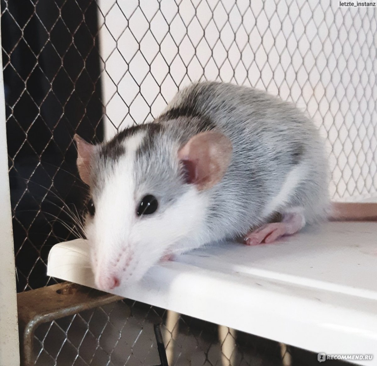 Белая мышка