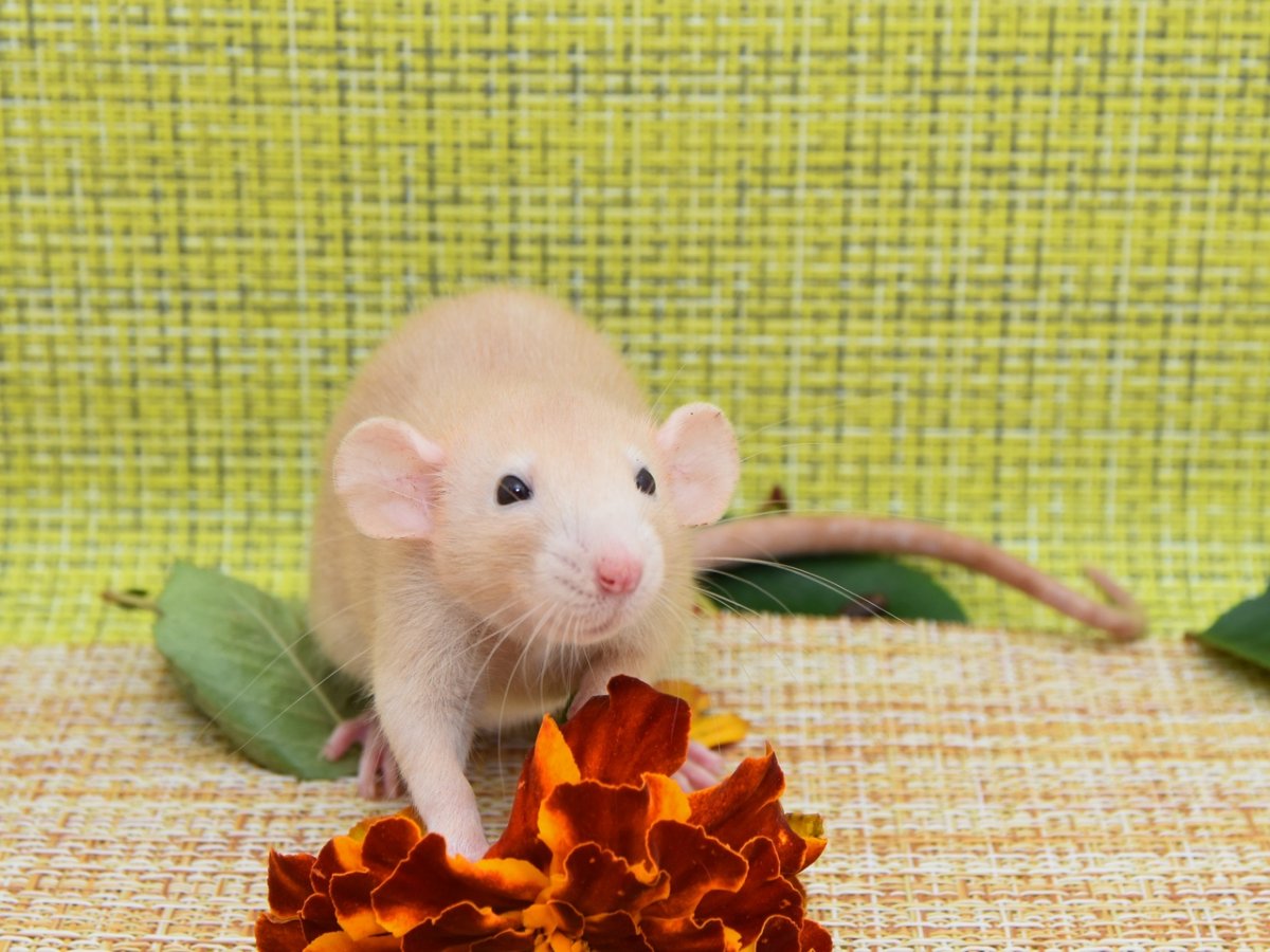 Мышка Дамбо для аллергиков