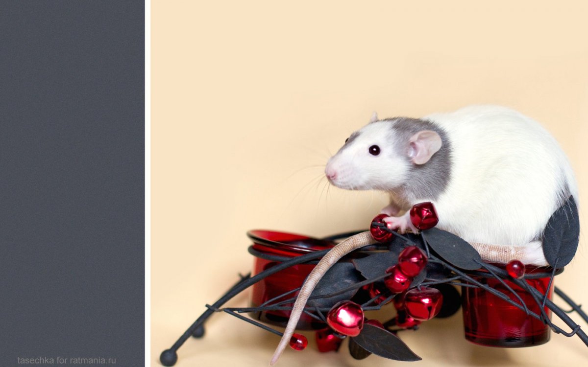 Декоративные крысы