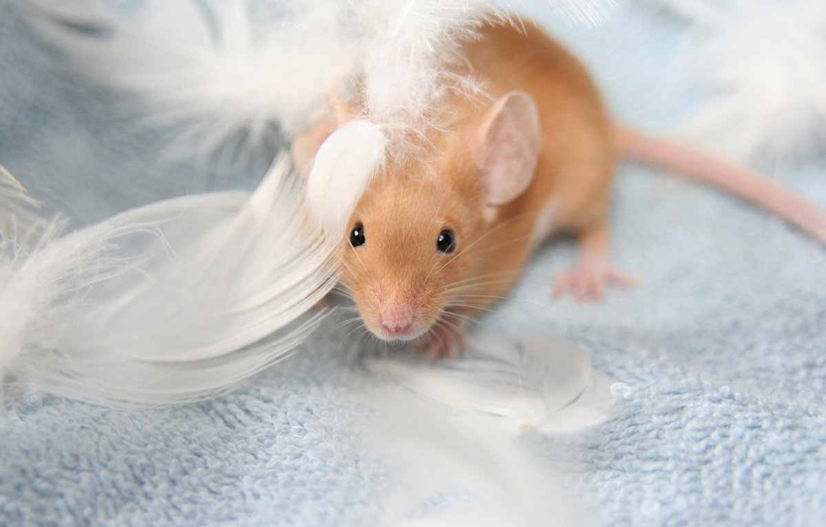 Сатиновая крыса Дамбо