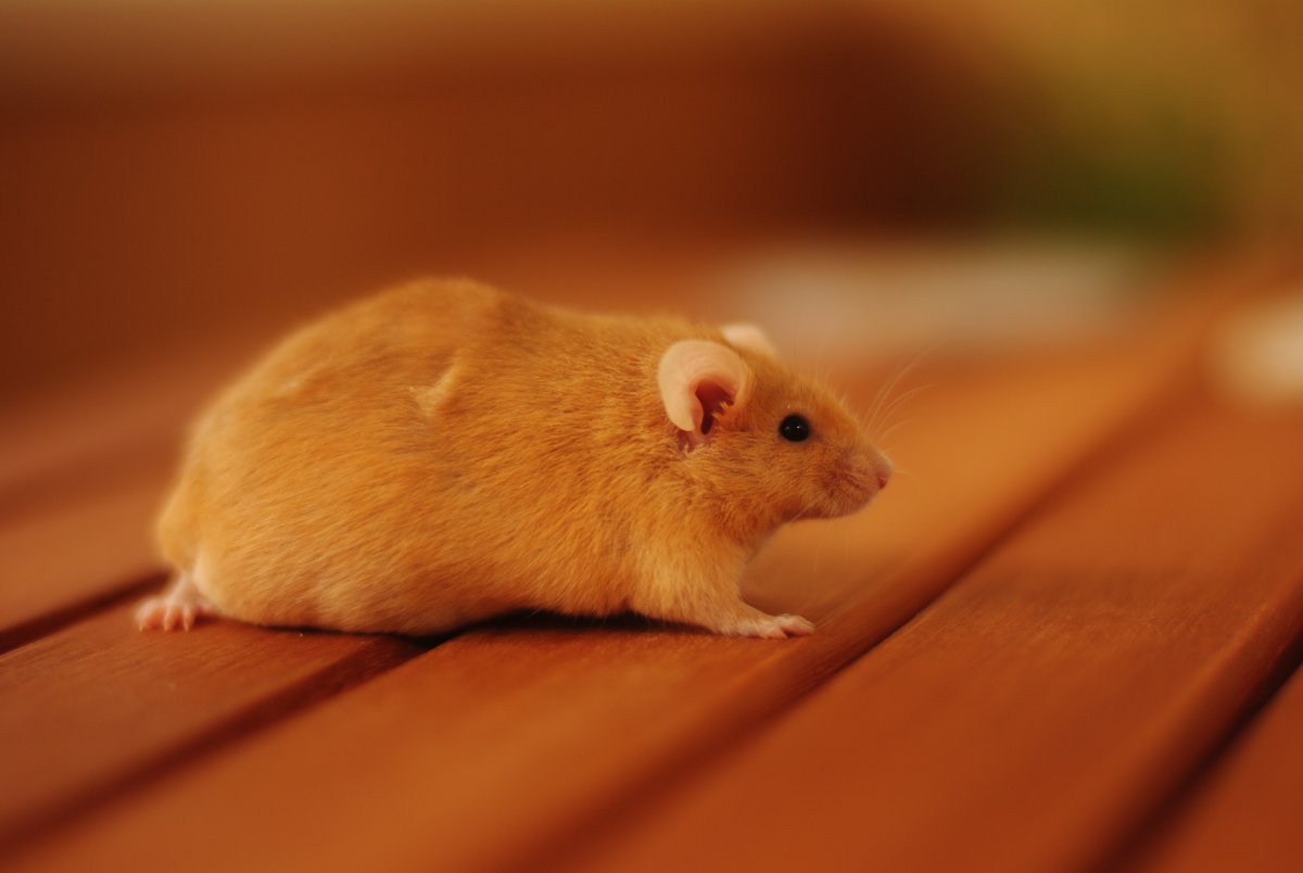 Крысята на авито Саратов, Чернышевского 223231