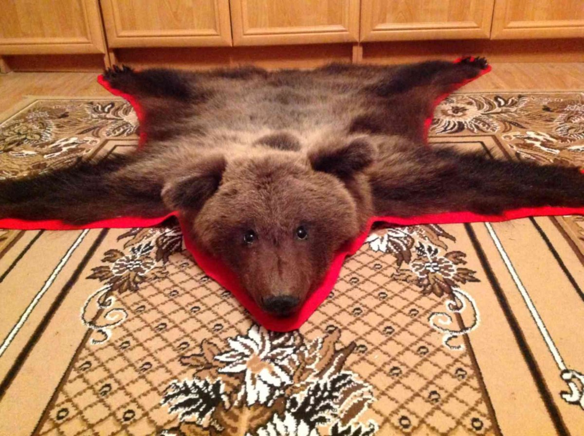 Ковер из медведя настоящий