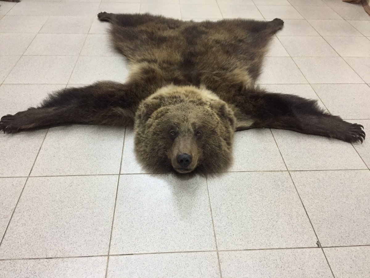 Коврик из медведя