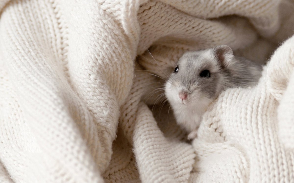 Мышки Ellen Jareckie