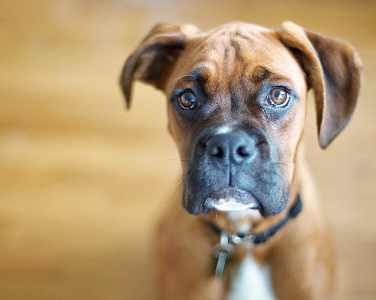 Лулу и Бриггс какая порода собаки