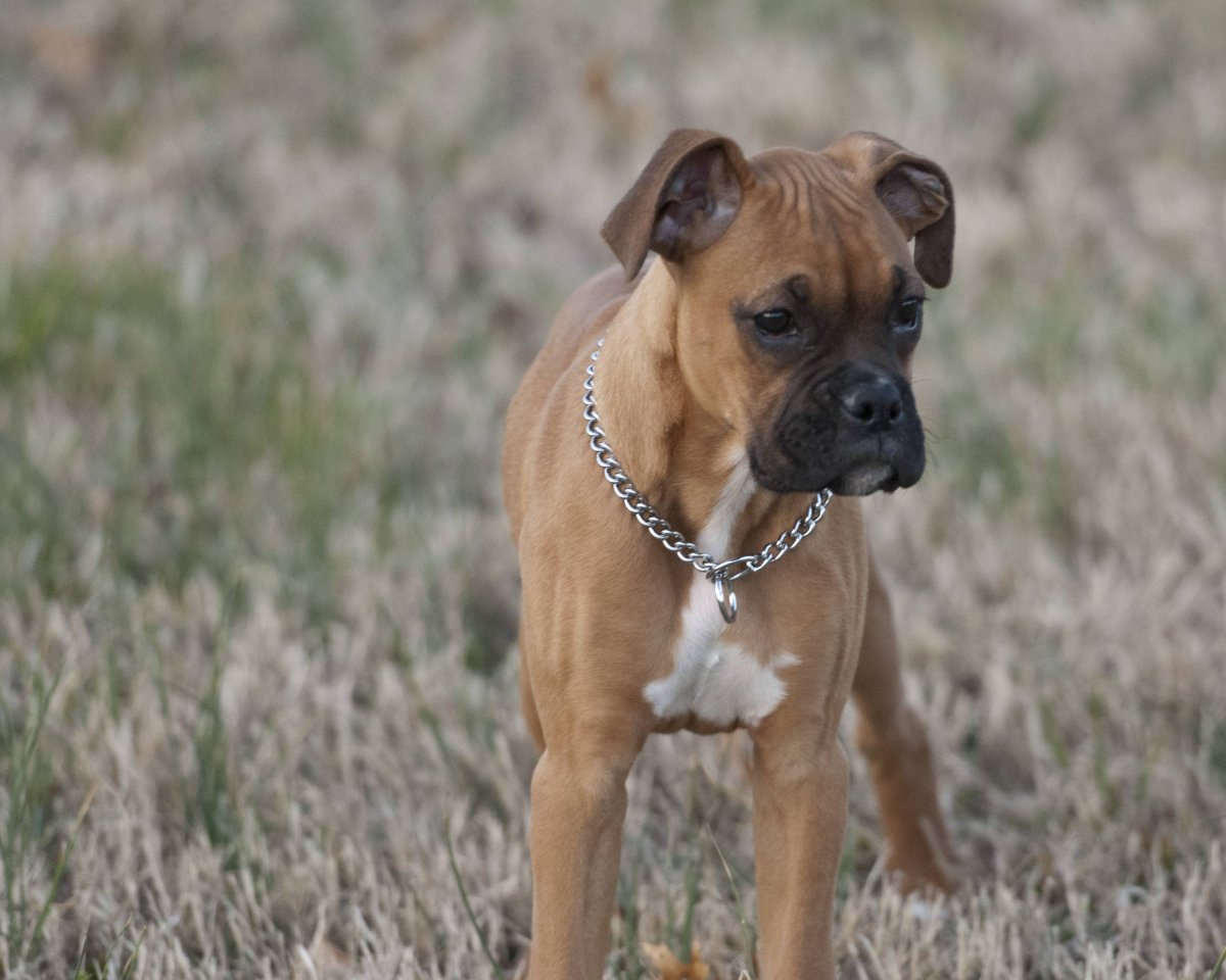 Боксеры сторожевые собаки