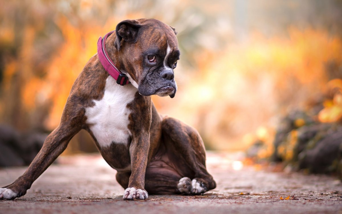 Мини боксер собака