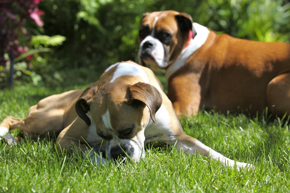 Порода боксер