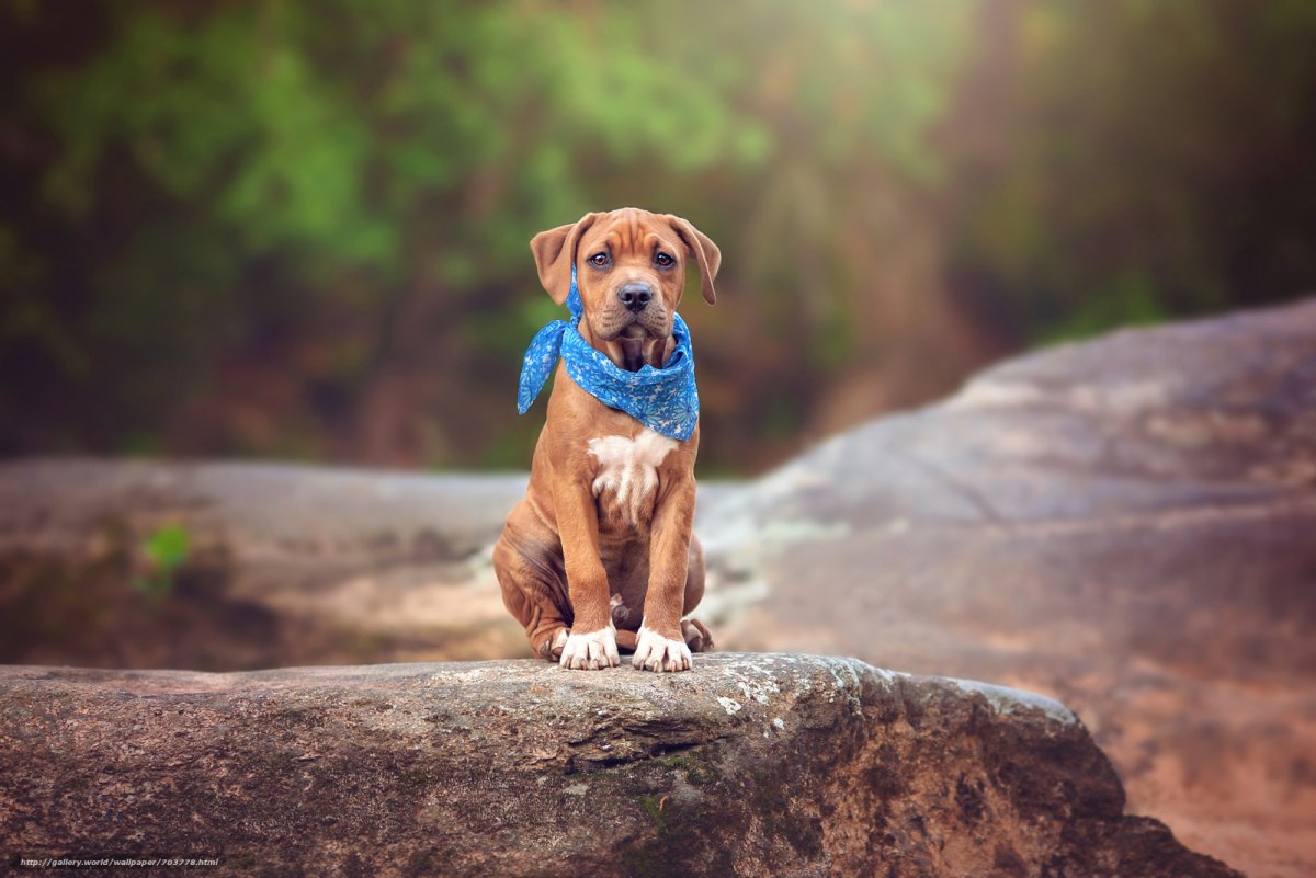 Щенки боксера