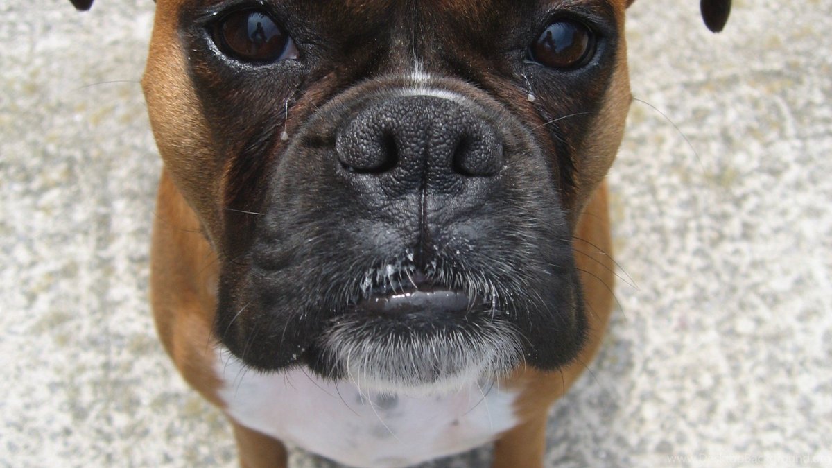 Порода боксер