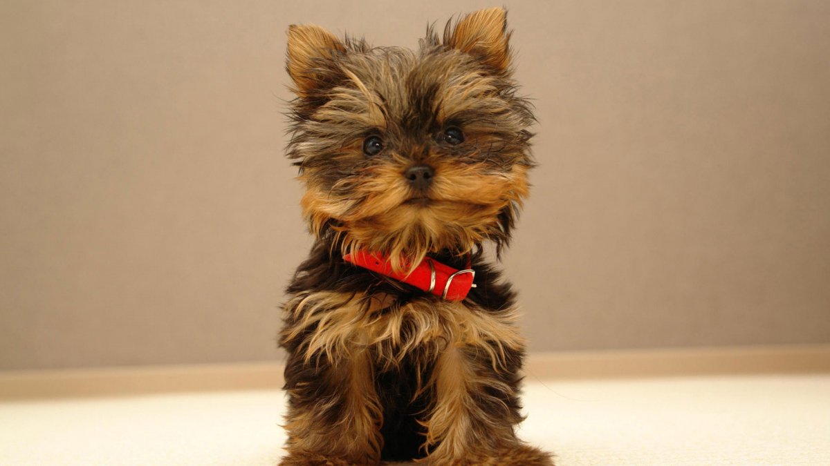 Ричард Пигги