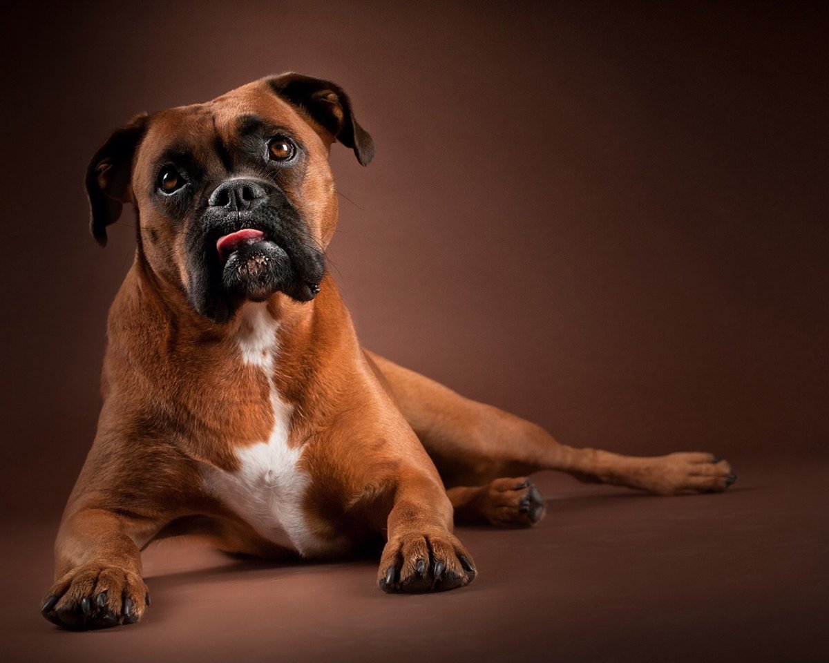 Порода боксер