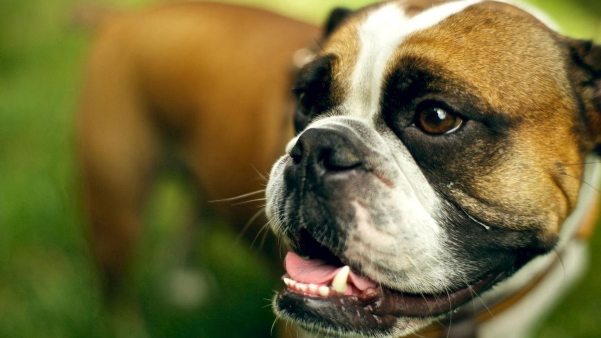 Немецкий боксер морда