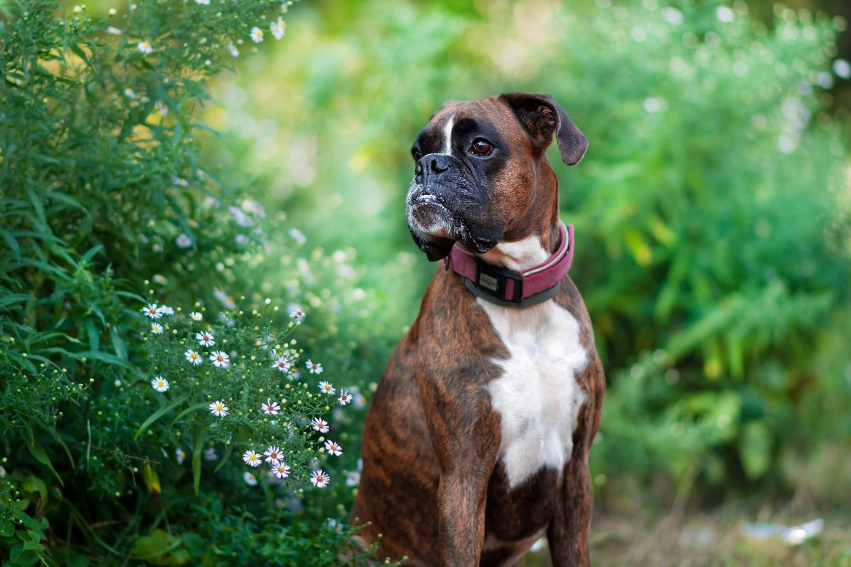 Боксёр собака