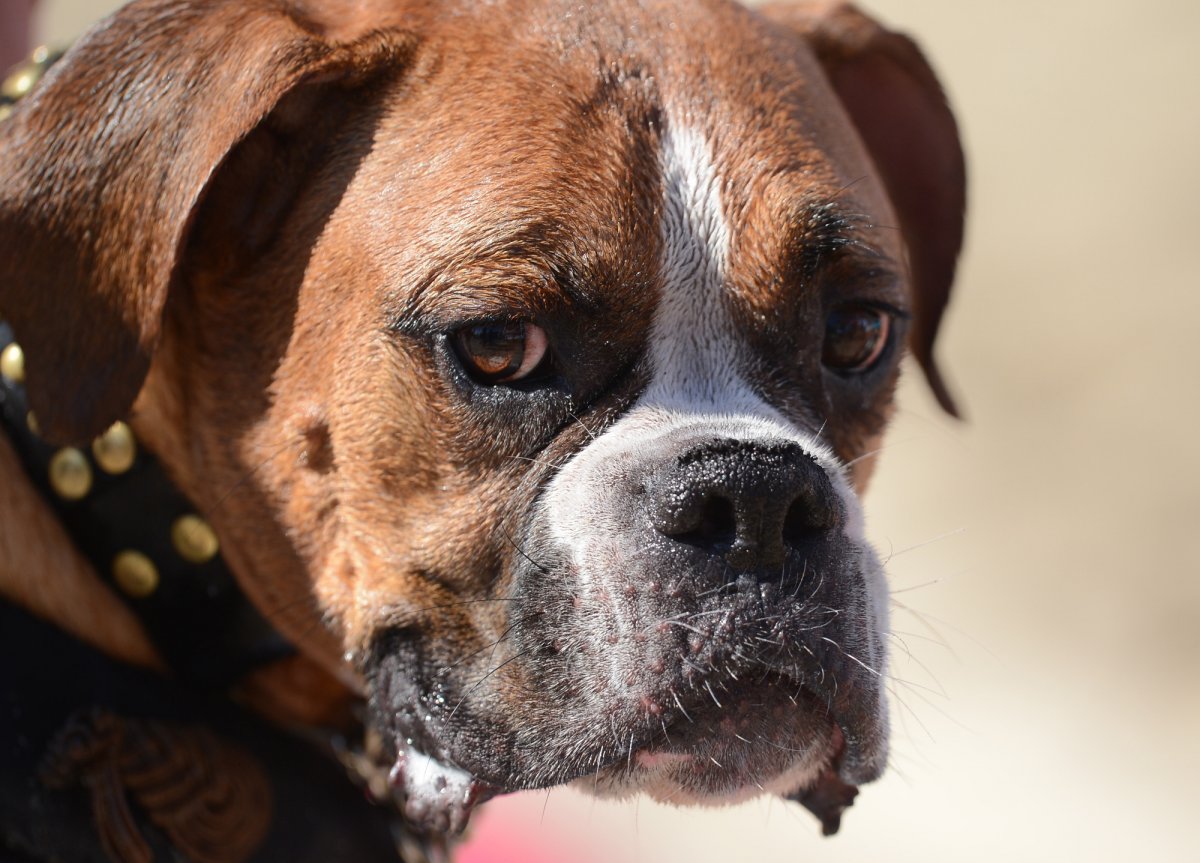 Французский боксер