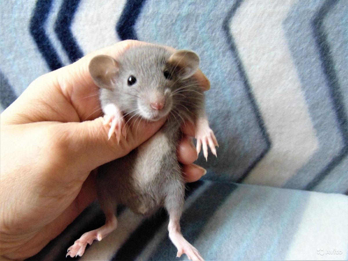 Крыса дамбо хаски