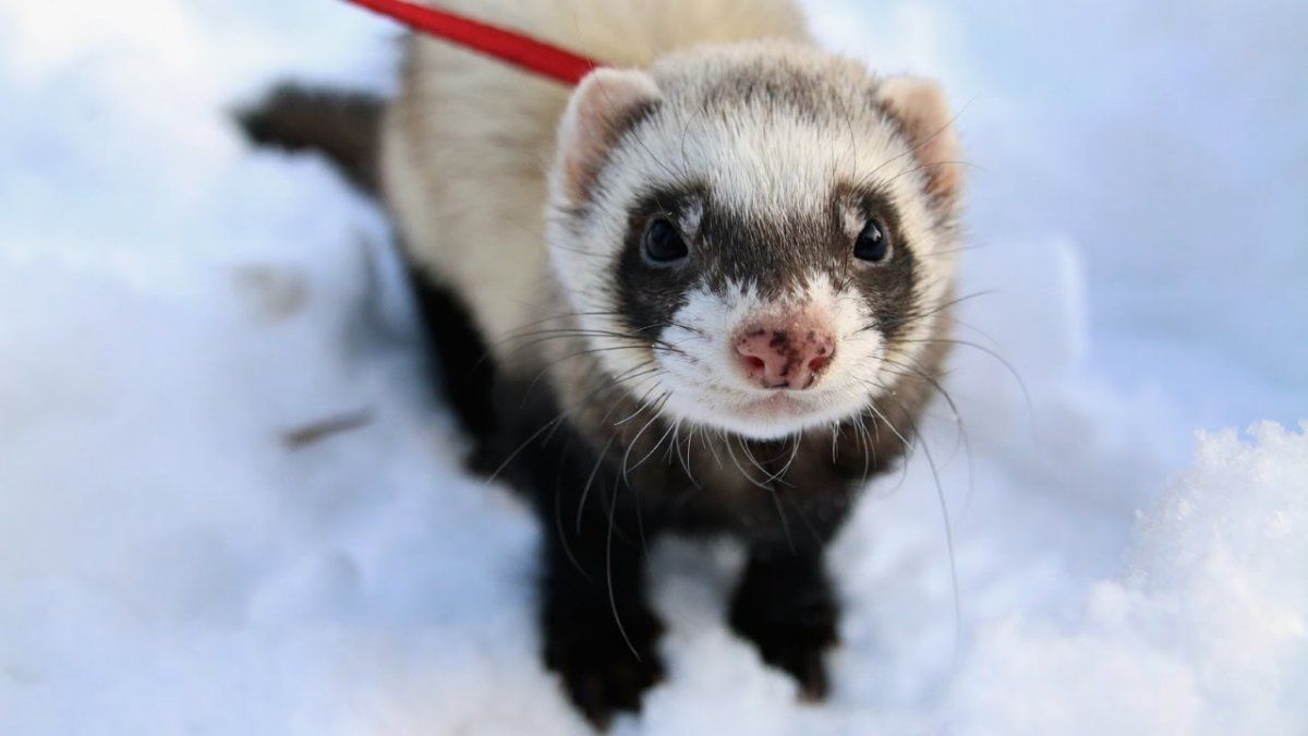 Хорек с голубыми глазами