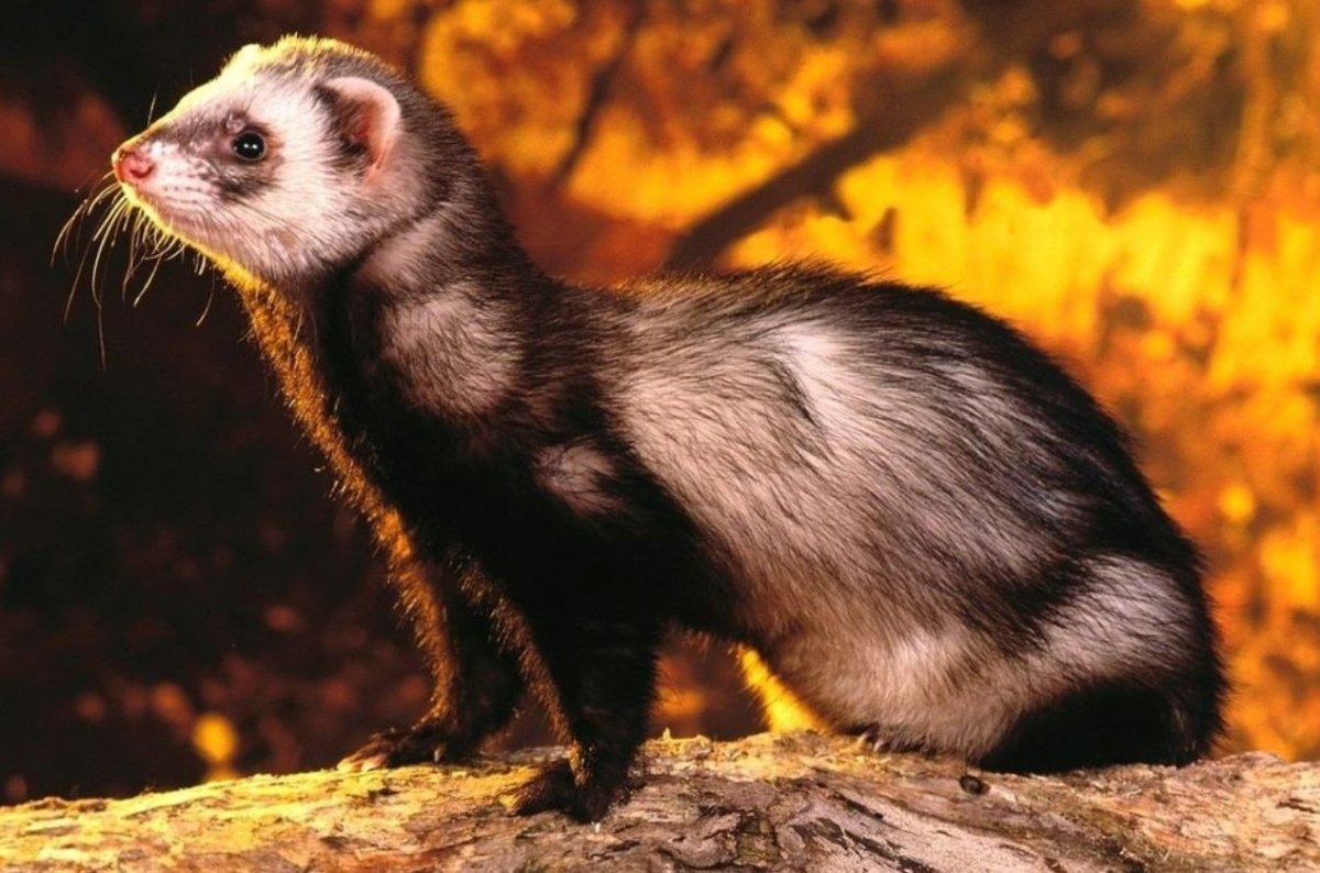 Лесной хорёк