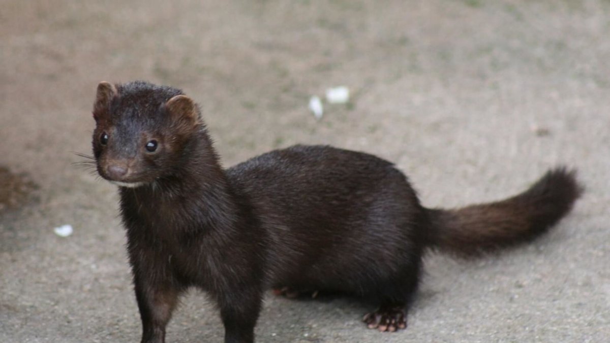 Ханурик домашний