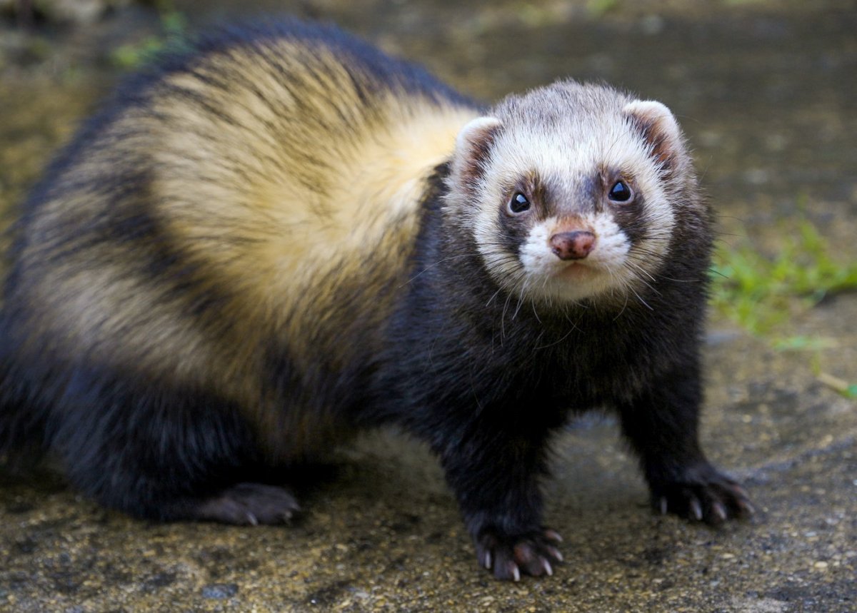 Донской хорек