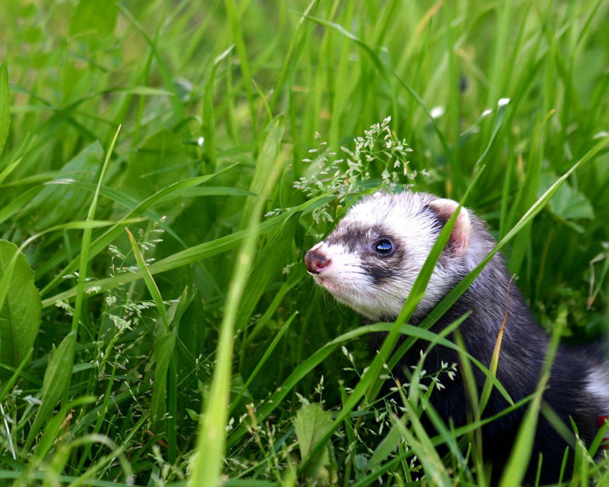 Хорь Степной красная книга Крыма