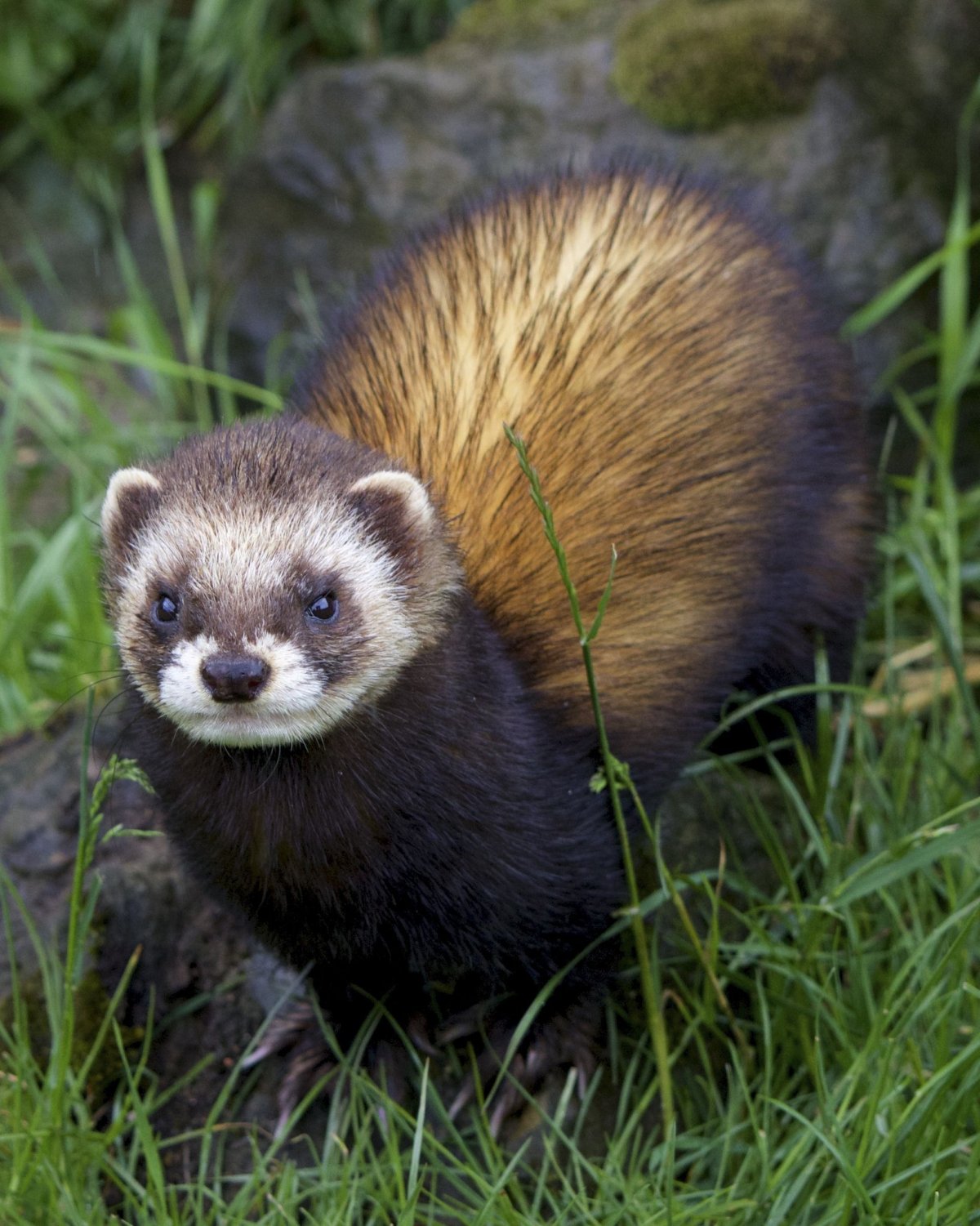 Скунс в норе