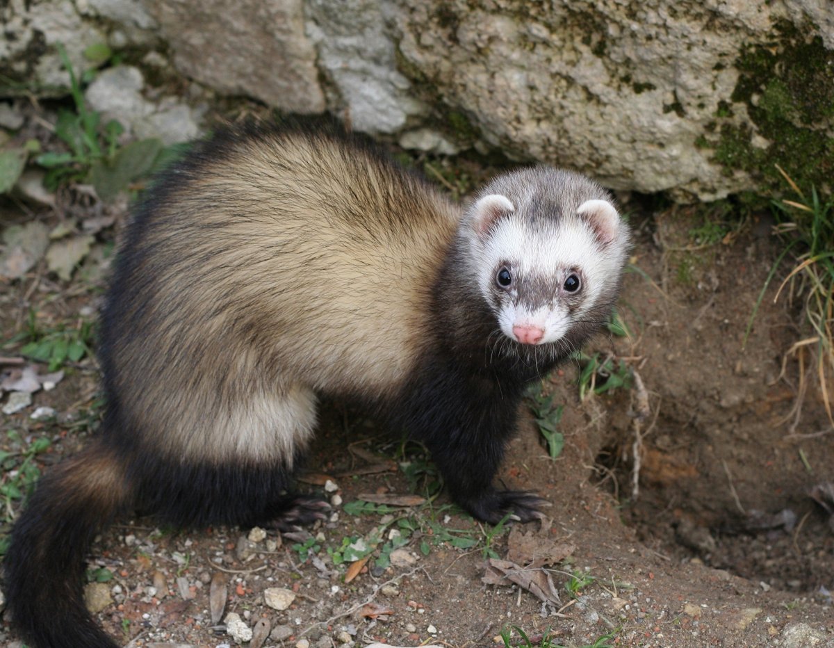 Домашний хорек фретка