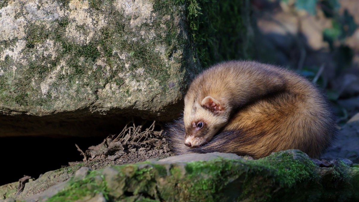 Лесные животные куница