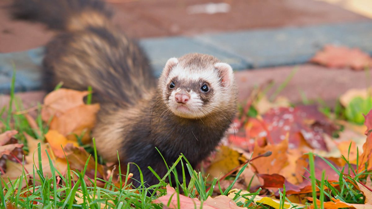 Европейский хорек