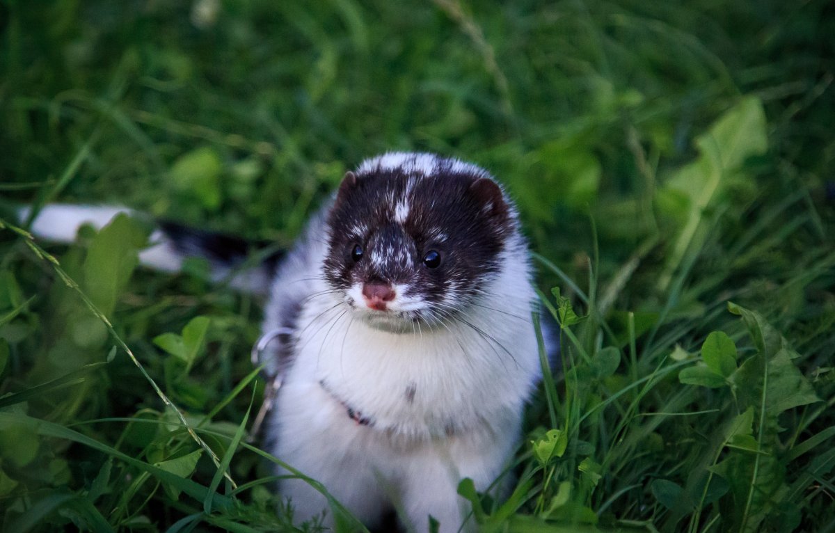 Амурский Степной хорек