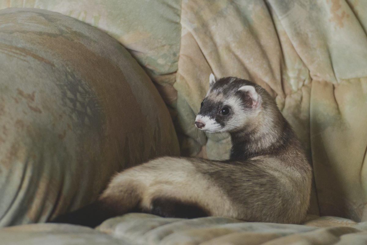 Куница рыболов