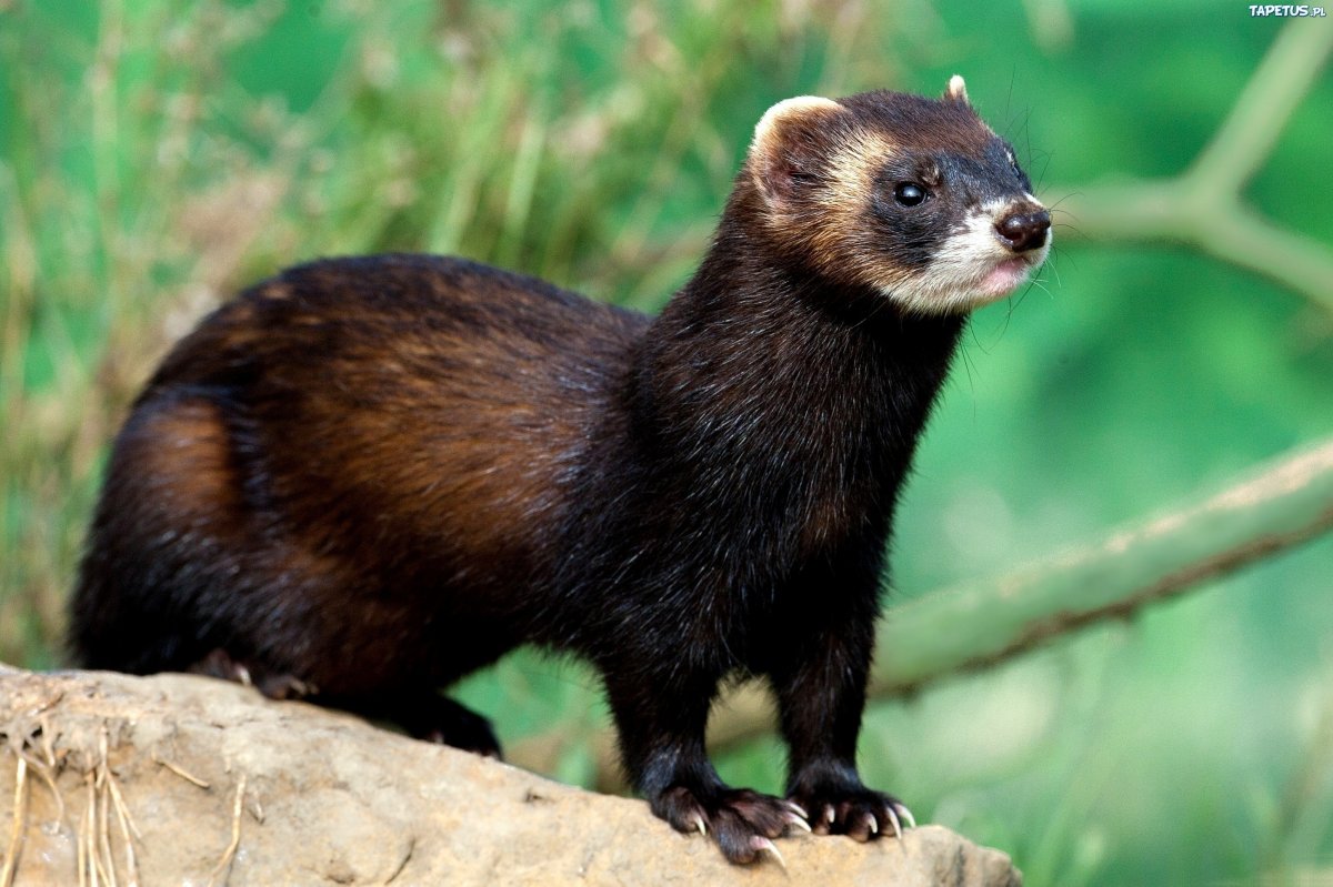 Выдра хорек ласка норка