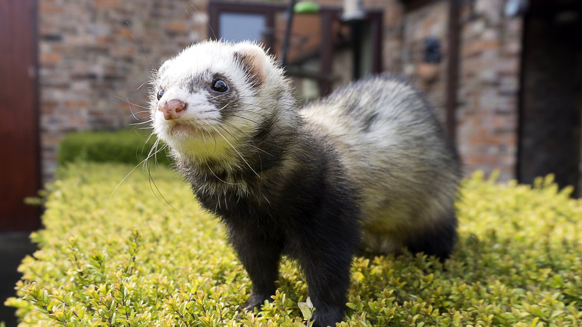 Сибирский хорек