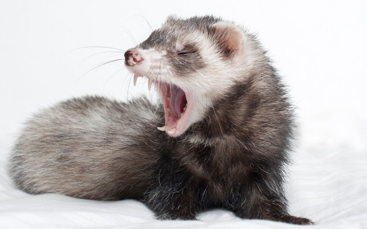 Коричневый зверек похожий на хорька