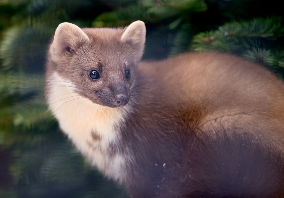 Европейская Росомаха