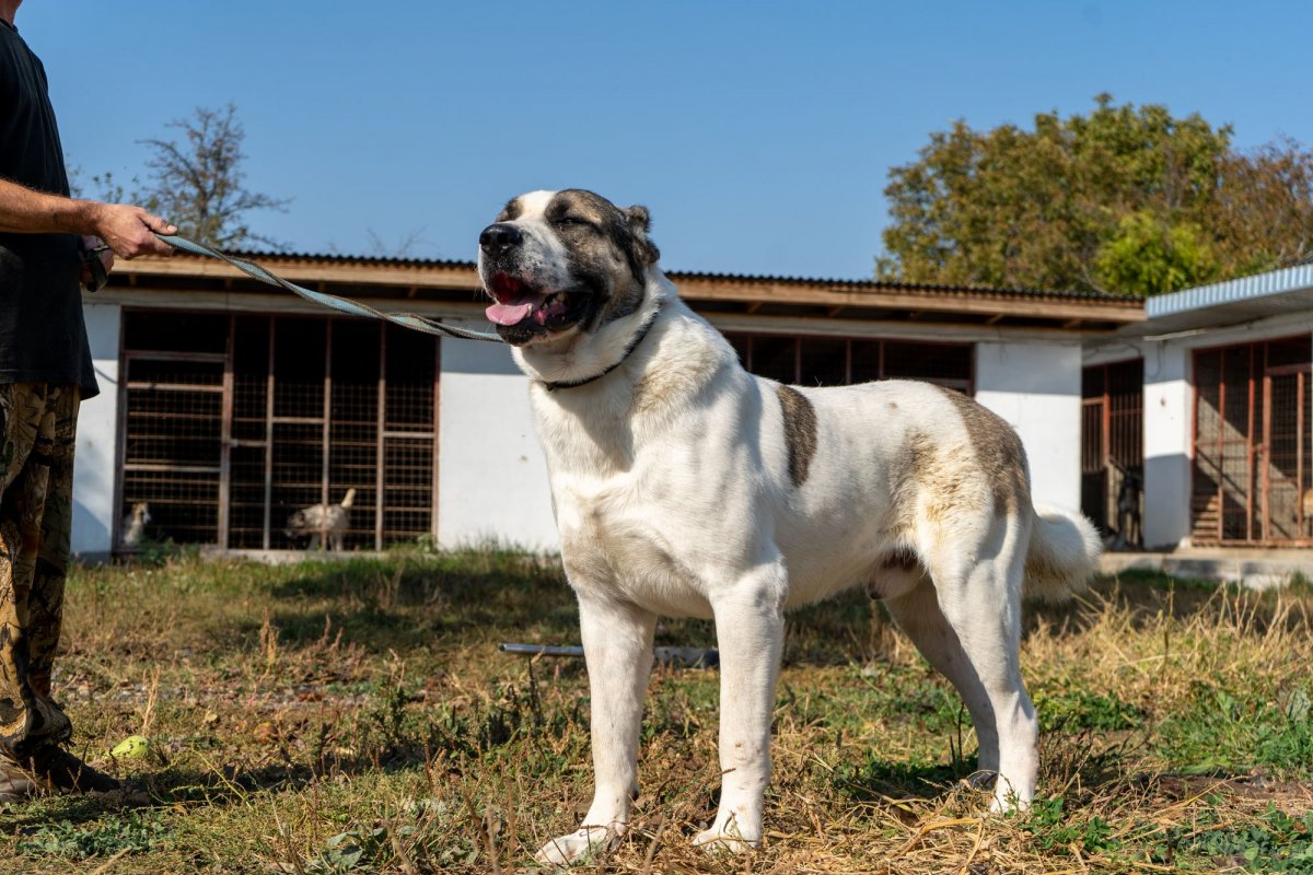 Алабай тобет