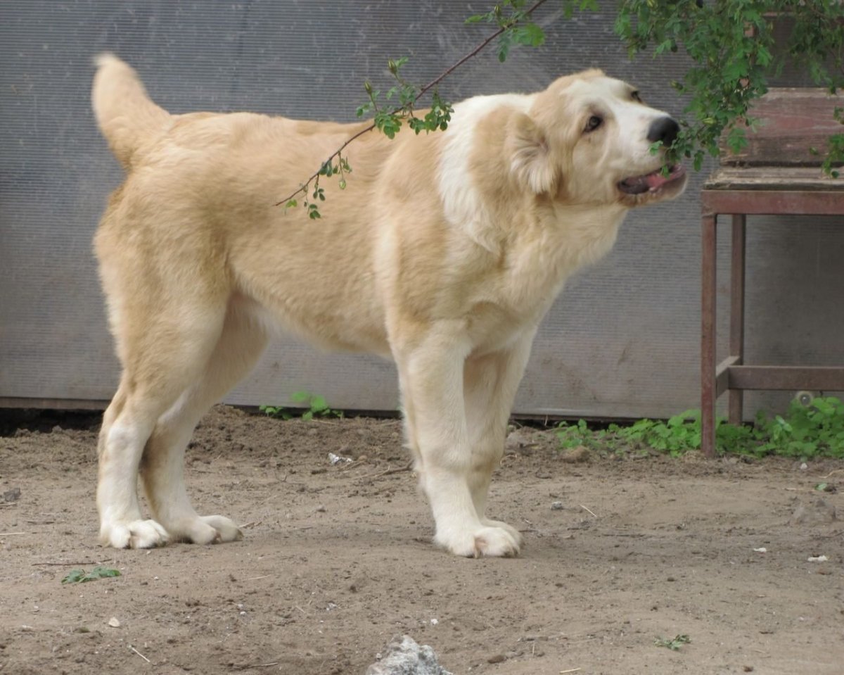 Туркменский алабай балу