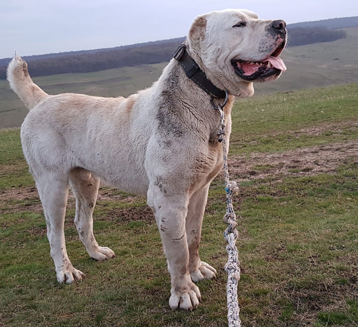 Турецкий алабай кангал