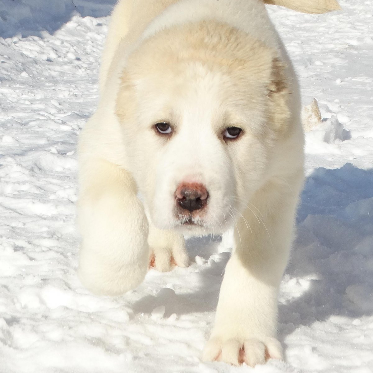Длинномордый алабай