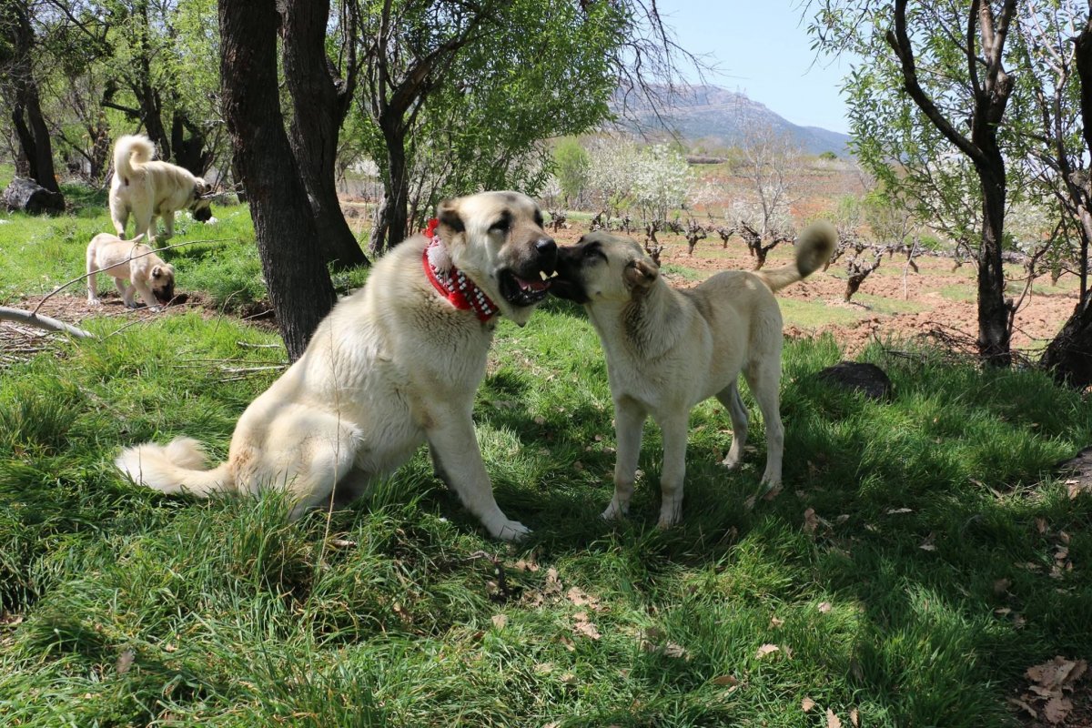 Турецкий алабай фото