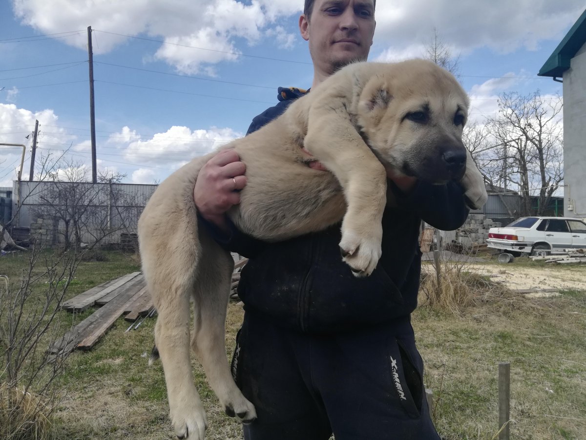 Алабай туркменский волкодав